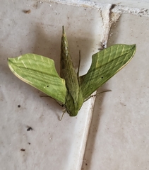 Xylophanes huloti