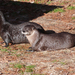 North American River Otter - Photo TimVickers, no known copyright restrictions (public domain)