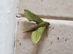 Xylophanes huloti