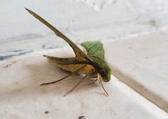 Xylophanes huloti