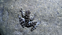 Staurois latopalmatus