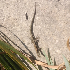 Podarcis muralis