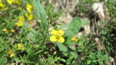 Scoparia montevidensis