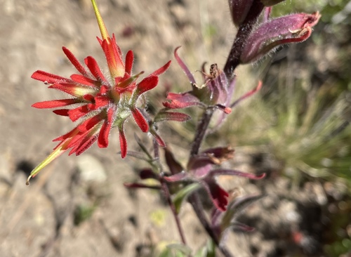 Coast Indian paintbrush (Castilleja affinis)
