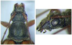 Cortodera humeralis