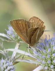 Polyommatus ripartii
