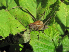 Psorodonotus