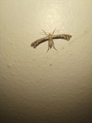 Singularia alternaria