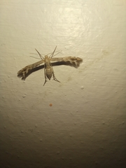 Singularia alternaria