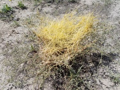 Cuscuta planiflora
