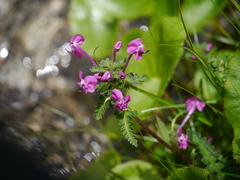 Pedicularis siphonantha