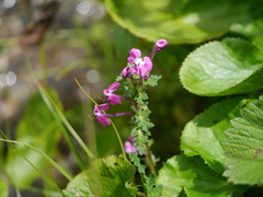 Pedicularis siphonantha
