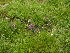 Pedicularis siphonantha