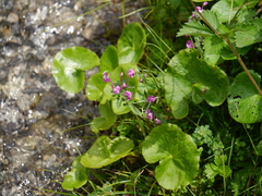 Pedicularis siphonantha