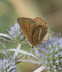 Polyommatus ripartii