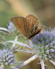 Polyommatus ripartii