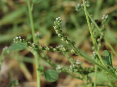 Heliotropium ellipticum
