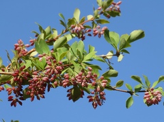 Berberis iberica