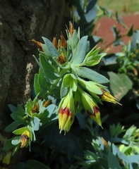 Cerinthe