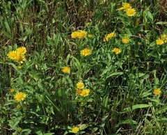 Pentanema auriculatum