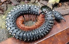 Eucentrobolus tamulus