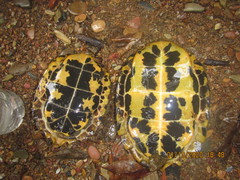 Notochelys platynota