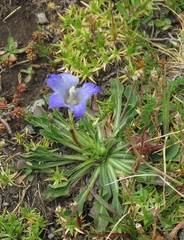 Campanula tridentata