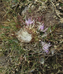 Jurinea moschus pinnatisecta