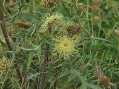 Cirsium kosmelii