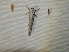 Yponomeuta fumigatus