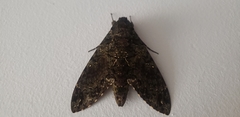 Cocytius mortuorum