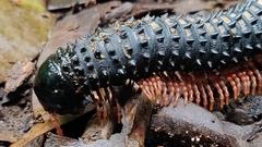 Eucentrobolus tamulus