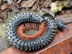 Eucentrobolus tamulus