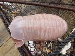Bathynomus giganteus