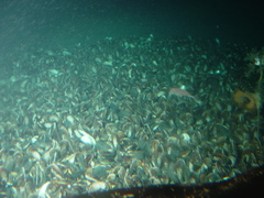 Bathymodiolus