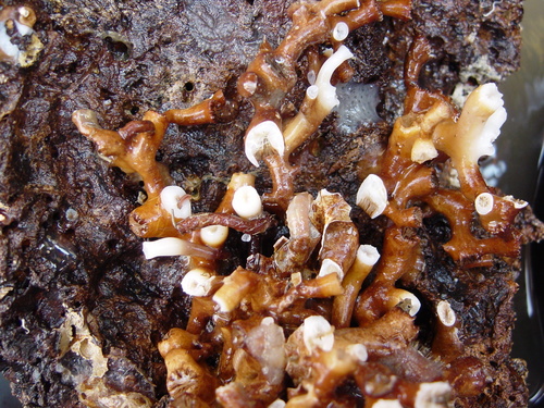 White Coral