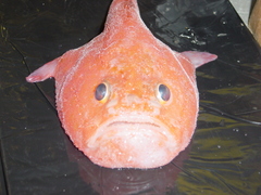Furry Coffinfish photo 1