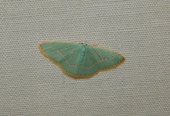 Comostolopsis stillata