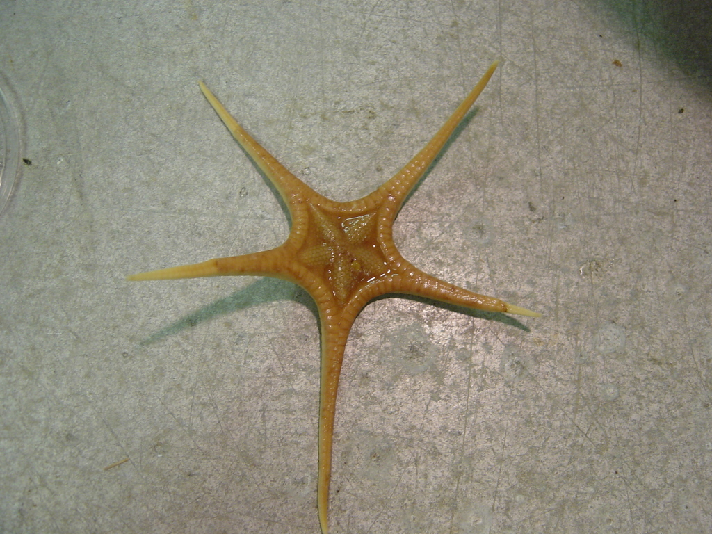 Nymphaster arenatus