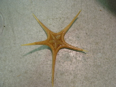 Nymphaster arenatus
