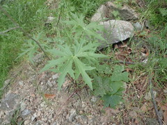 Delphinium cardinale