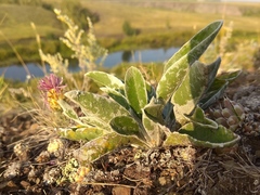 Psephellus turgaicus