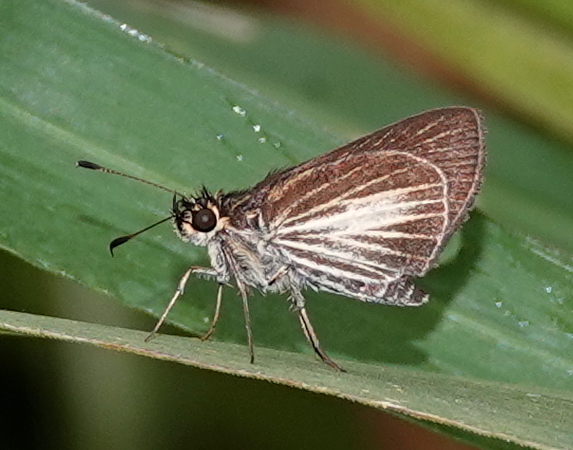 Callimormus radiola