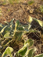 Psephellus turgaicus