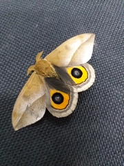 Automeris naranja