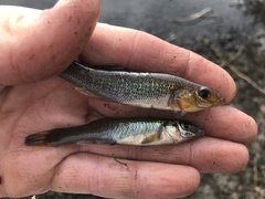 Fundulus seminolis