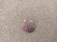 Flexopecten glaber ponticus