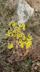 Crassula mesembryanthoides
