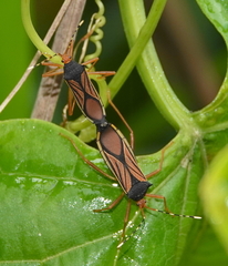 Anasa nigricollis