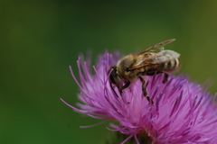 Apis mellifera